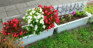 久米図書館前プランターのお花